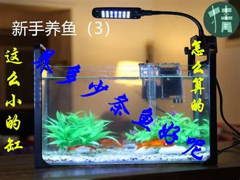 小魚缸可以養幾隻魚|養對魚數：財運滾滾來